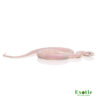 Baby Scaleless Leucistic Everglades Ratsnake for sale