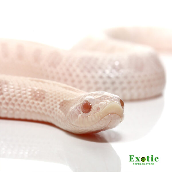 Snow Anaconda Western Hognose for sale