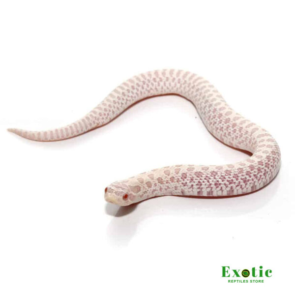 Snow Western Hognose Snake for sale