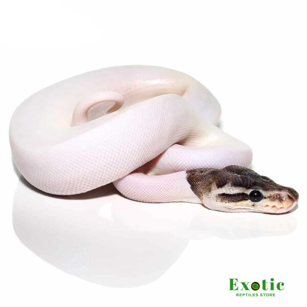 Baby Sterling Pied Ball Python