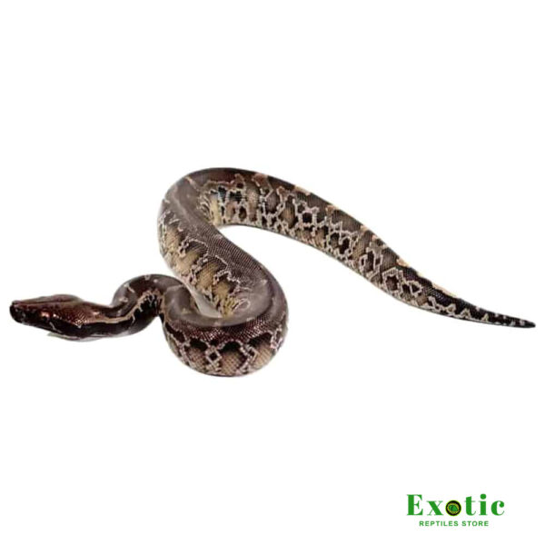 Sumatran Short Tail Python for sale