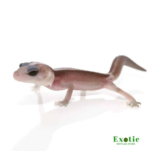 Super Zero Striped Fat Tail Gecko for sale