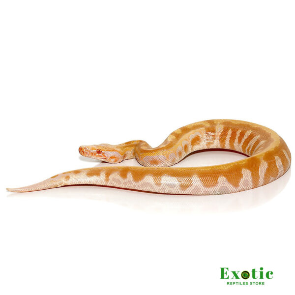 T Negative Albino Blood Python for sale