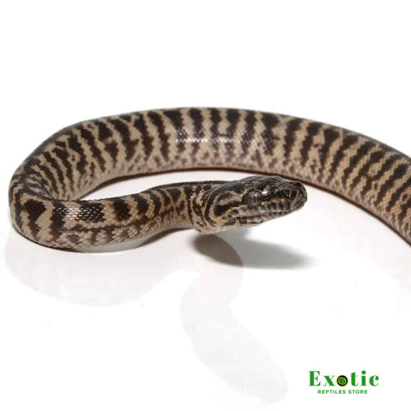 Baby Zebra Jungle Carpet Python for sale