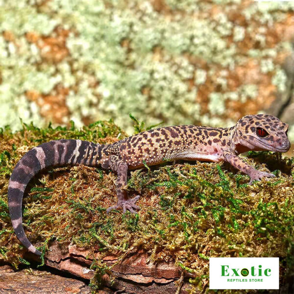 Bawangling Cave Gecko for sale