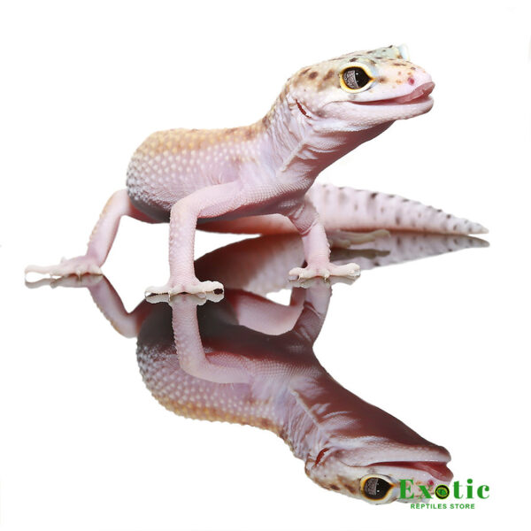 Bells Albino Snake Eyes Leopard Gecko for sale