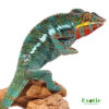 Bermanja Panther Chameleon for sale