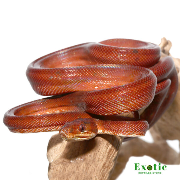 Blood Red Amazon Tree Boa for sale
