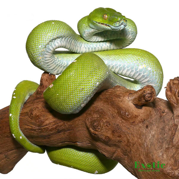 Blue Belly Aru Green Tree Python for sale