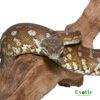 Bredl’s Carpet Python for sale