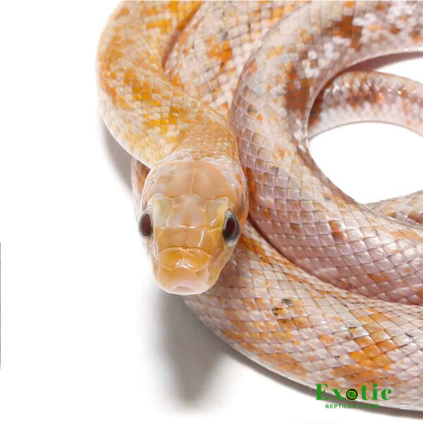 Calico Chinese Beauty Snake For Sale