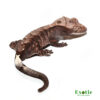 Cappuccino Crested Gecko for sale