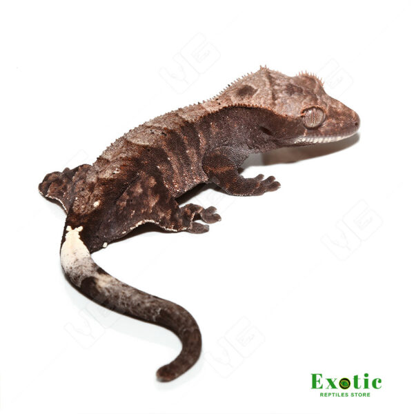 Cappuccino Crested Gecko for sale