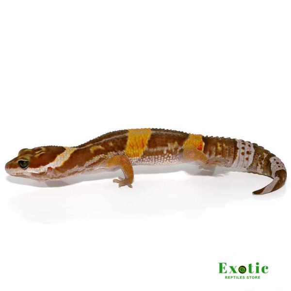 East Indian Leopard Gecko for sale