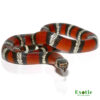Ecuadorian Milksnake for sale