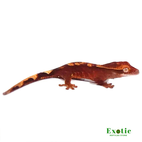 Ember Crested Gecko for sale