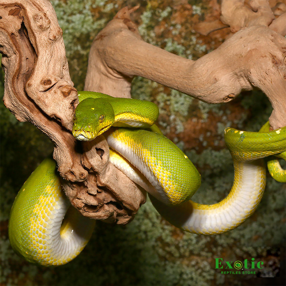 Female Jayapura Green Tree Python - Exotic Reptiles Store