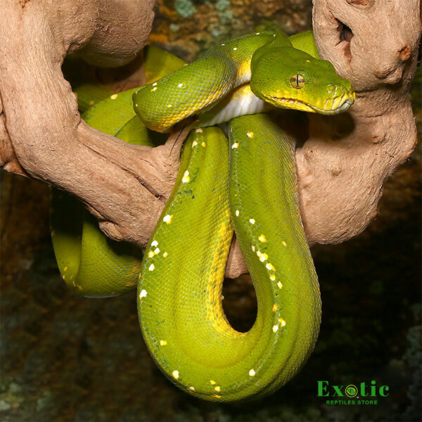 Jayapura Green Tree Pythons for sale