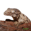 GTX Leachianus Gecko for sale
