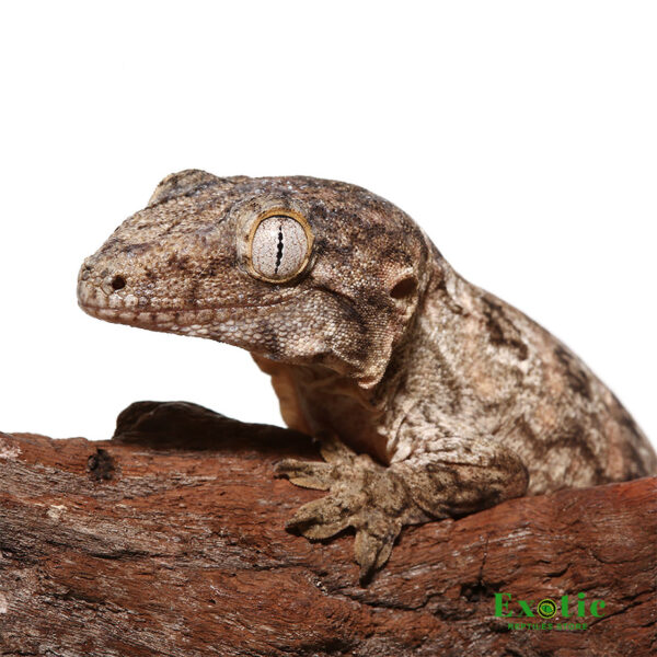 GTX Leachianus Gecko for sale