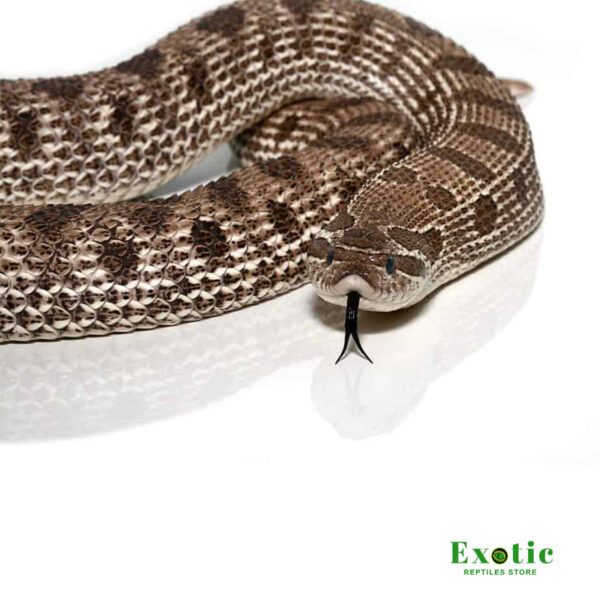 Axanthic Western Hognose Snake for sale
