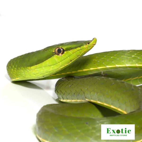 Giant Green Vine Snake for sale