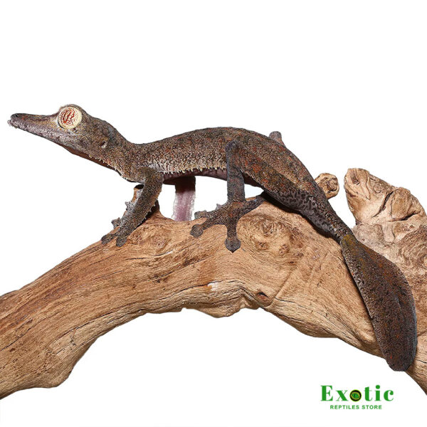 Giant Leaf Tail Gecko for sale