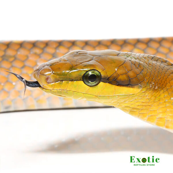 “Gold” Red Tailed Green Ratsnake for sale