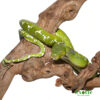 Female High White Aru Chondro Python for sale