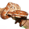 High White Red Calico Amazon Tree Boa For sale