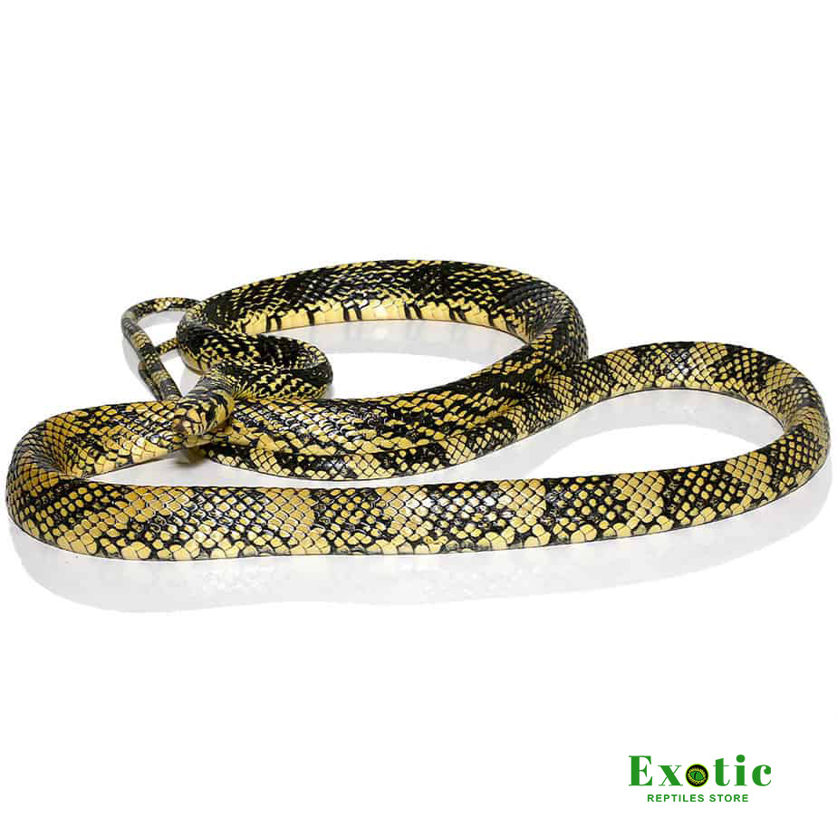 High Yellow Tiger Ratsnake - Exotic Reptiles Store