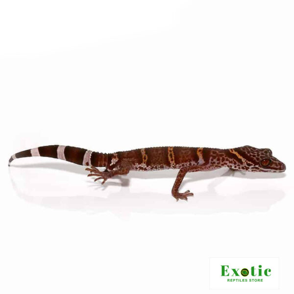 Huuliensis Cave Gecko for sale