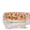 Hypo Western Hognose Snake for sale