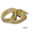 Jansen’s Ratsnake for sale