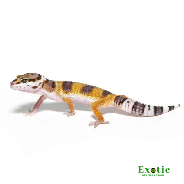 Juvenile Leopard Gecko for sale