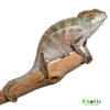 Juvenile Panther Chameleon for sale