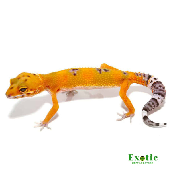 Tangerine Leopard Gecko for sale