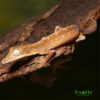 Lined Leaf Tail Gecko For Sale