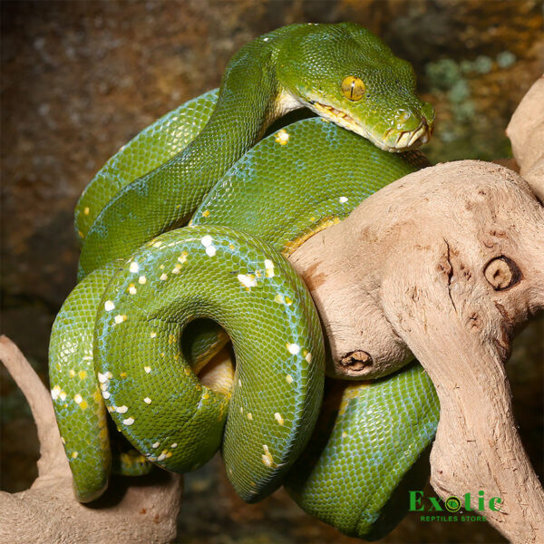 Male Jayapura Green Tree Python for sale