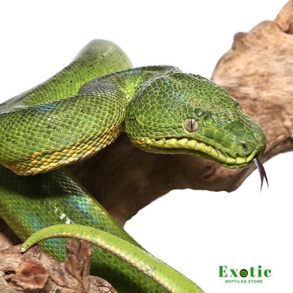 Male Patternless Emerald Tree Boa FOR SALE