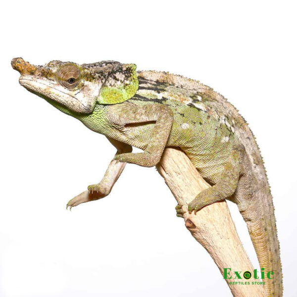 Malthe’s Green Eared Chameleon for sale