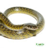 Military ground snake for sale