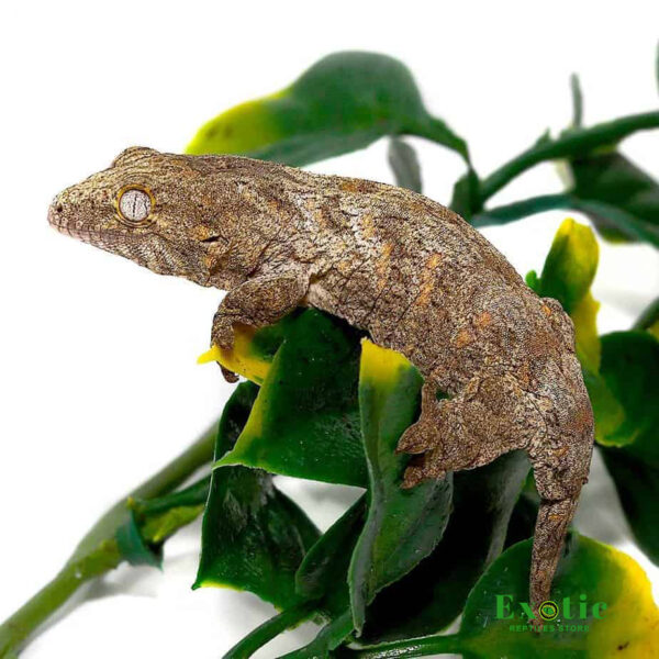 Mt. Koghis Leachianus Gecko for sale