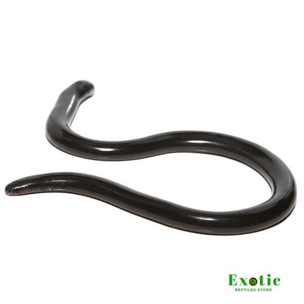 Nigerian Blind Snake for sale
