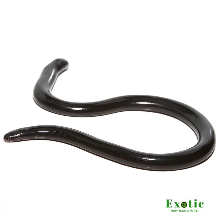 Nigerian Blind Snake - Exotic Reptiles Store