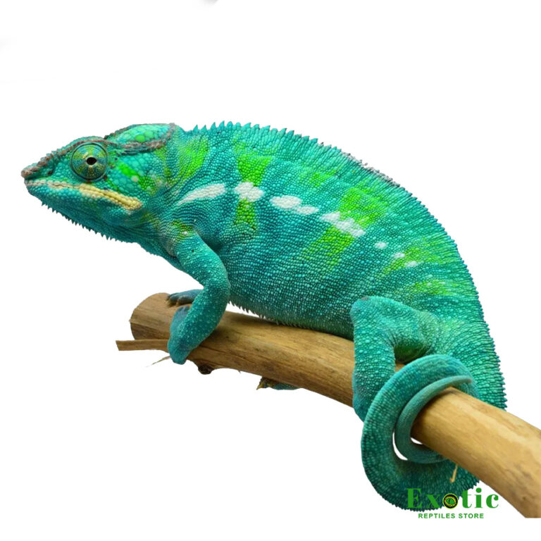 Nosy Be Panther Chameleon - Exotic Reptiles Store