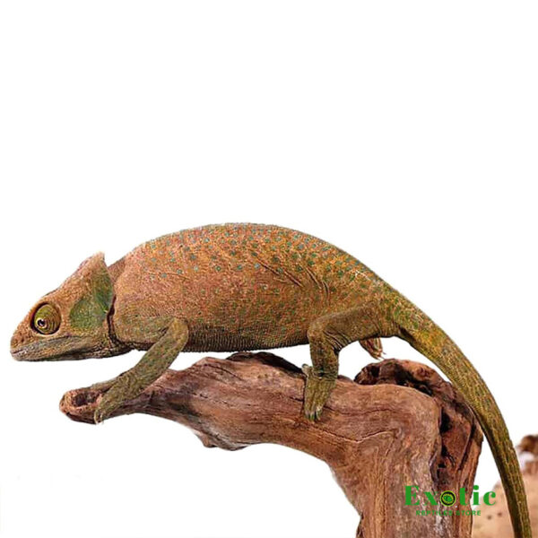 O’Shaughnessy’s Chameleon for sale
