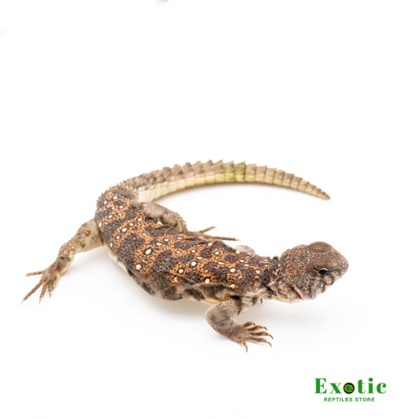 Ocellated Uromastyx for sale