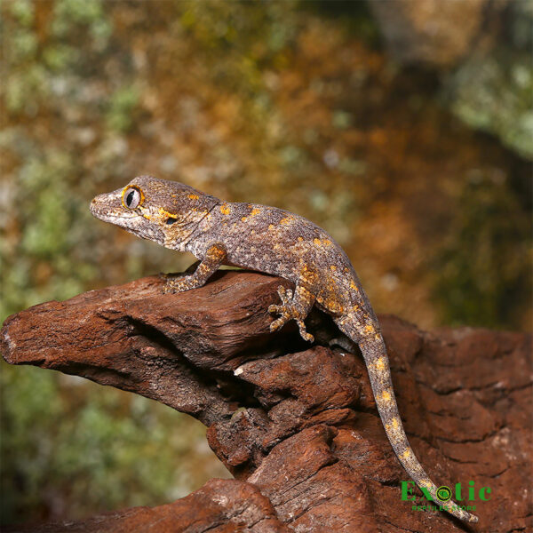 Orange Blotched Gargoyle Gecko for sale