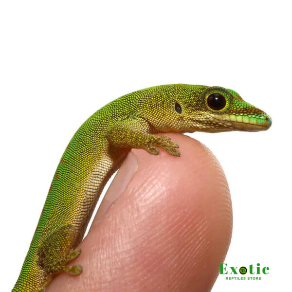Pasteur’s Day Gecko for sale